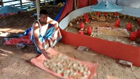 তালতলীতে লোডশেডিংয়ে ১৯০টি মুরগির বাচ্চার মৃত্যু