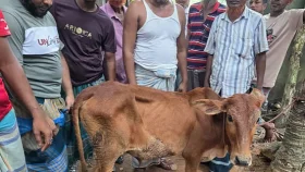 বিএনপি নেতার গোয়ালে মিললো চুরি যাওয়া গরু