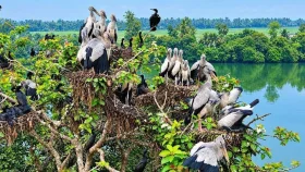 সিরাজগঞ্জের উলিপুরহাটে শামুকখোলের অভয়ারণ্য
