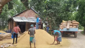 ফুলবাড়ীতে ভালো ফলনেও আউশে লোকসানের শঙ্কা কৃষকের