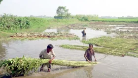 ফুলবাড়ীতে পাটের বাম্পার ফলনে খুশি কৃষকরা
