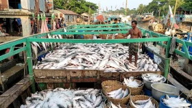 দুই ঘণ্টা জাল ফেলেই ১০০ মণ ইলিশ, বিক্রি ২৫ লাখ