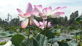 মুগ্ধতার আরেক নাম কুড়িগ্রামের চাকিরপশার পদ্মবিল