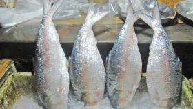 ভারতীয় ইলিশ আমদানি বন্ধ, বাতিল ১০৩ এনওসি