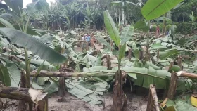 শত্রুতার বলি হলো কলাগাছ