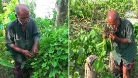 ২৬ বছর ধরে ঘাস-লতাপাতা খেয়েই জীবন, ৬৬ বছরেও সতেজ অমল কৃষ্ণ