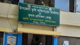 সিংড়ায় সার সংকটে বিপাকে চাষিরা