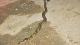 লোকালয় থেকে ৯ ফুট লম্বা অজগর উদ্ধার&nbsp;