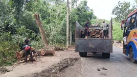 দুই বছর আগের দরপত্রে কাটা হচ্ছে তরতাজা গাছ