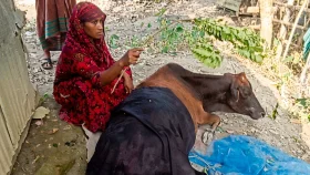 গাভীকে নদীতে টেনে নেওয়ার চেষ্টা কুমিরের, উদ্ধার করলো বাঁচালো গ্রামবাসী
