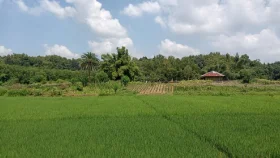 ফটিকছড়িতে লক্ষ্যমাত্রার চেয়ে ১ হাজার ২৬০ হেক্টর বেশি আমন আবাদ