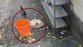 ককটেলসদৃশ বস্তু ঘিরে এলাকায় আতঙ্ক