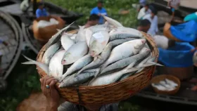 ৮ অক্টোবর থেকে ২২ দিন ইলিশ ধরা বন্ধ