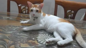 বিশ্ব বিড়াল দিবস আজ