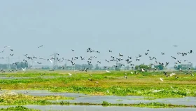 পাখির কলকাকলিতে জেগে উঠেছে চলনবিল
