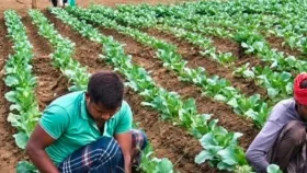 আগাম ফুলকপিতে লাভের স্বপ্ন দেখছেন কৃষক