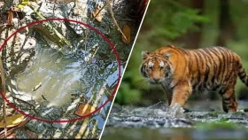 বাড়ির আঙিনায় বাঘের পায়ের ছাপ, পাঁচ গ্রামে আতঙ্ক