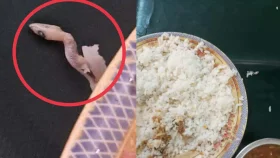 নজরুল বিশ্ববিদ্যালয়ের ডাইনিংয়ে খাবারে মিললো সেদ্ধ টিকটিকি