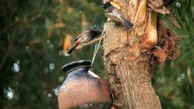 দেশের ২৮ জেলায় ছড়িয়েছে নিপাহ ভাইরাস