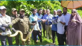 চুনতির অভয়ারণ্যে ২৬ অজগর অবমুক্ত