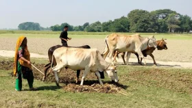 চরাঞ্চলে গবাদিপশু পালনে স্বাবলম্বী মানিকগঞ্জের নারীরা