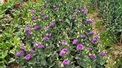 ছবি: কবর সংযোগ 