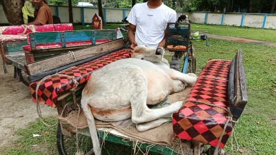 ছবি: খবর সংযোগ