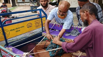 হাসপাতালে নেওয়ার জন্য অসুস্থ একটি গরুকে গাড়িতে তোলা হচ্ছে। ছবি: খবর সংযোগ 