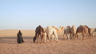 মরুভূমিতে উটের সঙ্গে রুকিয়া আল-রুওয়াইলি, ছবি: সংগৃহীত