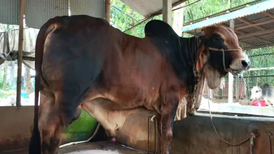 জামালপুরের &lsquo;ক্রিস গেইল&rsquo;