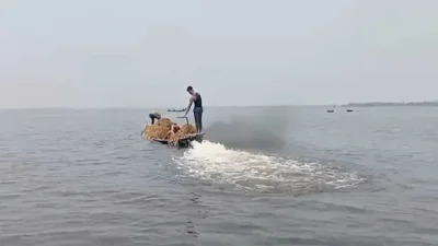 ধান লুট করে পালালো কয়েক গ্রামের মানুষ। ছবি: সংগৃহীত